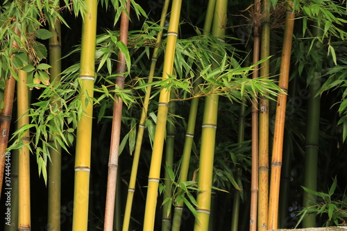 Petite forêt de bambou 
