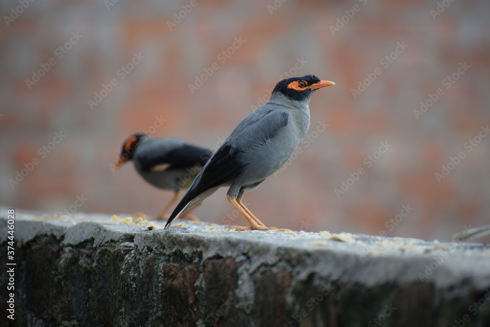 The common Myna OR Indian Myna - Member of the sturnidae family and is native to Asia. The common Myna OR Indian Myna - Member of the sturnidae family and is native to Asia.