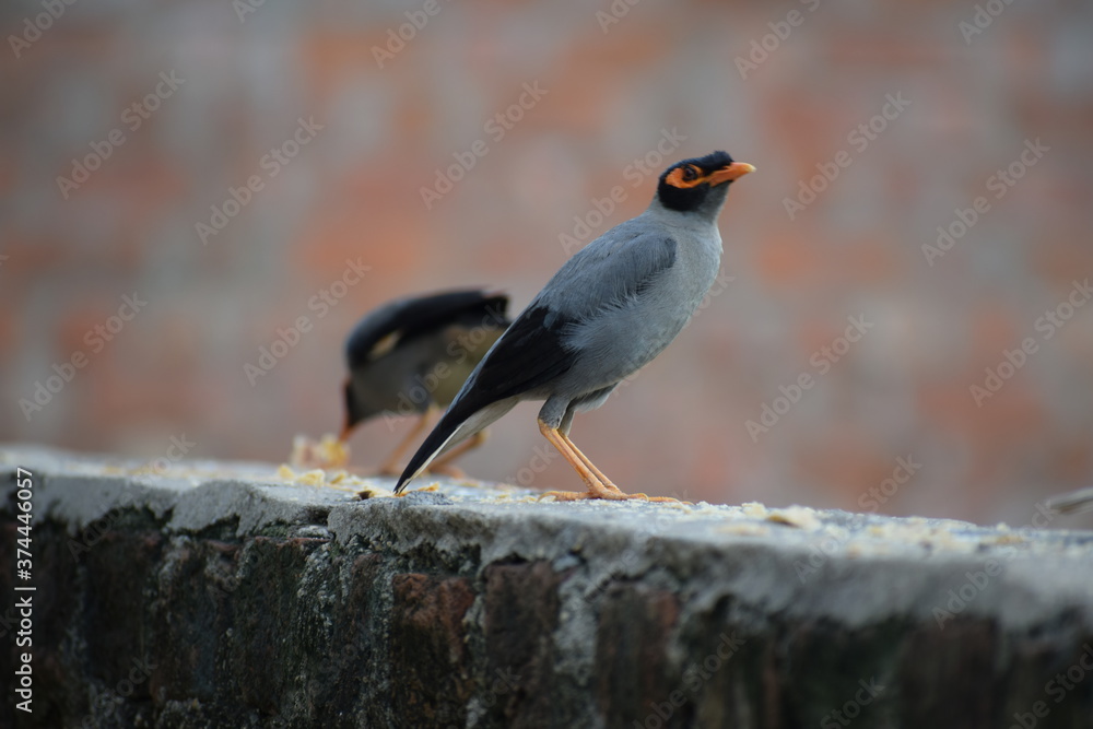 The common Myna OR Indian Myna - Member of the sturnidae family and is native to Asia. The common Myna OR Indian Myna - Member of the sturnidae family and is native to Asia.