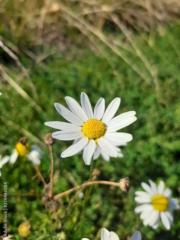 Fototapeta premium daisy in the forest