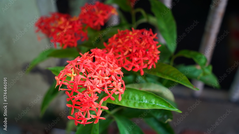 Stylish Money plant view for home interior. Growing and fragrant plant. Cheese plant with large glossy, green leaves. Stylish Money plant view for home interior. Growing and fragrant plant. Cheese plant with large glossy, green leaves.