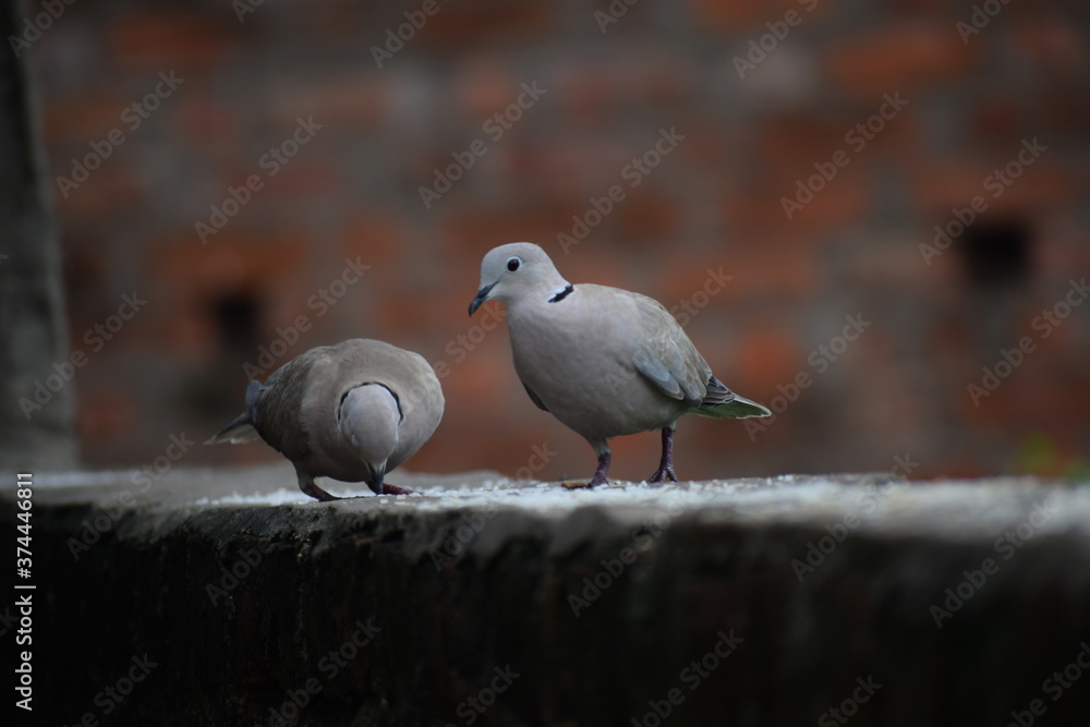 Eurasian collared dove (streptopelia decaocto) native to Europe and asia captured sitting on branch in Asian country of India and state of Gujarat Eurasian collared dove (streptopelia decaocto) native to Europe and asia captured sitting on branch in Asian country of India and state of Gujarat
