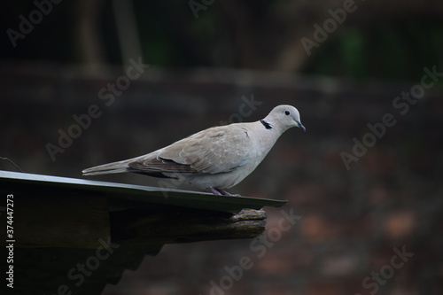 Eurasian collared dove (streptopelia decaocto) native to Europe and asia captured sitting on branch in Asian country of India and state of Gujarat