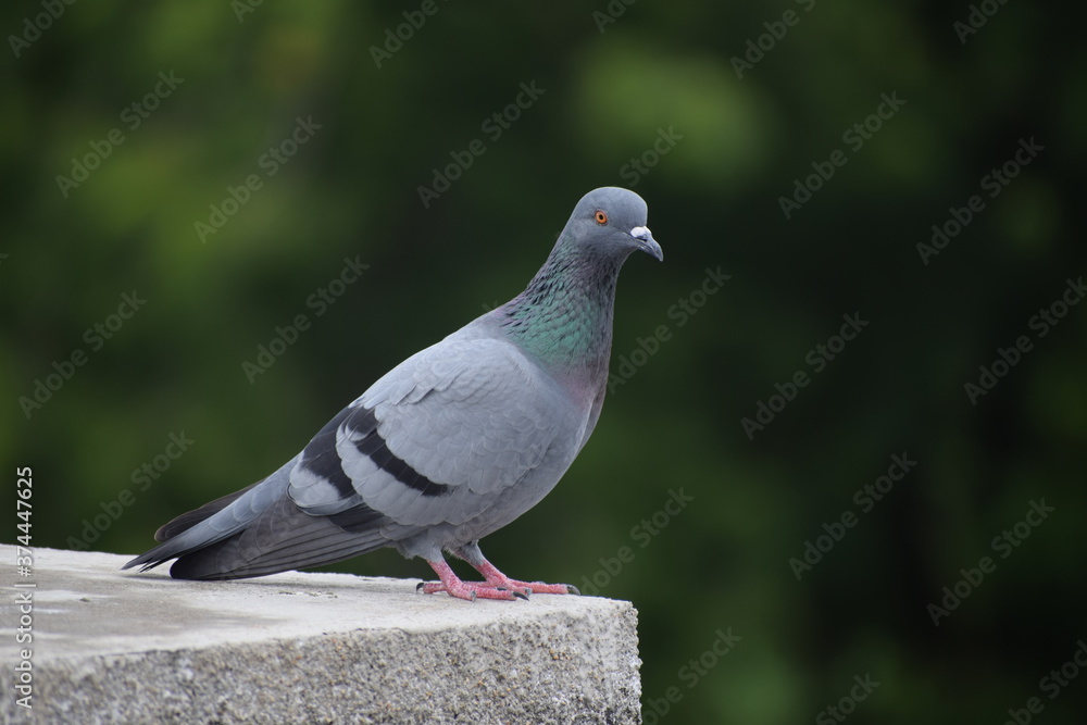 Obraz premium Indian Pigeon OR Rock Dove - The rock dove, rock pigeon, or common pigeon is a member of the bird family Columbidae. In common usage, this bird is often simply referred to as the 