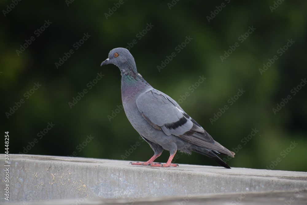Fototapeta premium Indian Pigeon OR Rock Dove - The rock dove, rock pigeon, or common pigeon is a member of the bird family Columbidae. In common usage, this bird is often simply referred to as the 