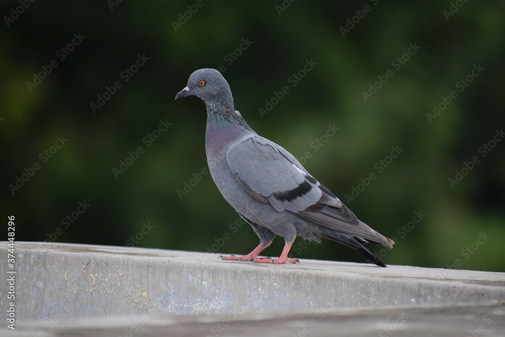 Indian Pigeon OR Rock Dove - The rock dove, rock pigeon, or common pigeon is a member of the bird family Columbidae. In common usage, this bird is often simply referred to as the Indian Pigeon OR Rock Dove - The rock dove, rock pigeon, or common pigeon is a member of the bird family Columbidae. In common usage, this bird is often simply referred to as the