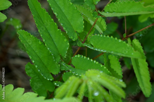 夏の朝、葉の周りに丸い水滴が滲み出るワレモコウ