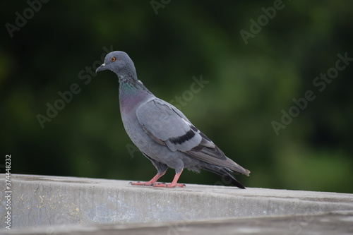 Indian Pigeon OR Rock Dove - The rock dove, rock pigeon, or common pigeon is a member of the bird family Columbidae. In common usage, this bird is often simply referred to as the "pigeon".  © Sneha