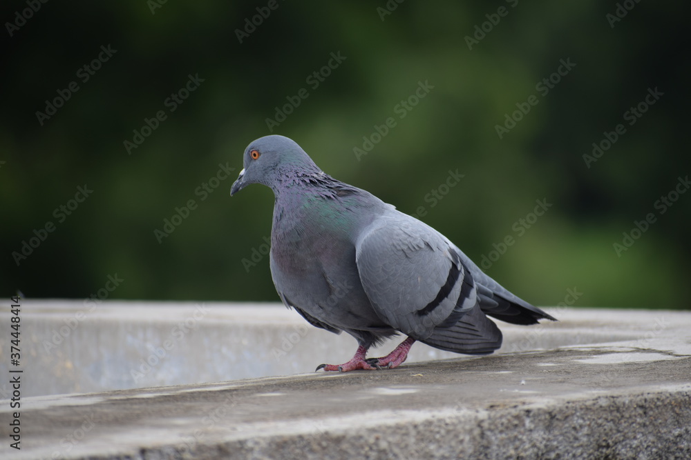 Indian Pigeon OR Rock Dove - The rock dove, rock pigeon, or common pigeon is a member of the bird family Columbidae. In common usage, this bird is often simply referred to as the Indian Pigeon OR Rock Dove - The rock dove, rock pigeon, or common pigeon is a member of the bird family Columbidae. In common usage, this bird is often simply referred to as the