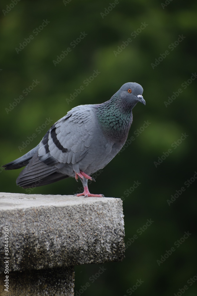 Obraz premium Indian Pigeon OR Rock Dove - The rock dove, rock pigeon, or common pigeon is a member of the bird family Columbidae. In common usage, this bird is often simply referred to as the 