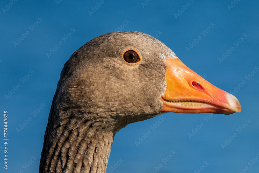 Graylag Goose Anser anser Closeup Head Shot Costa Ballena Cadiz Graylag Goose Anser anser Closeup Head Shot Costa Ballena Cadiz