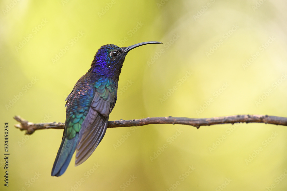 Violet sabrewing is perching on brnach Violet sabrewing is perching on brnach
