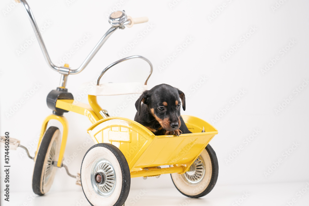 Jack Russell Terrier puppy, 2 months old, puppy sits in the back of a yellow tricycle