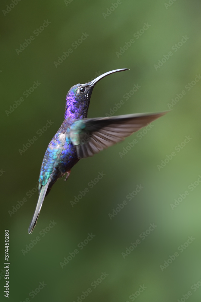 Obraz premium Fioletowy sabrewing leci w powietrzu