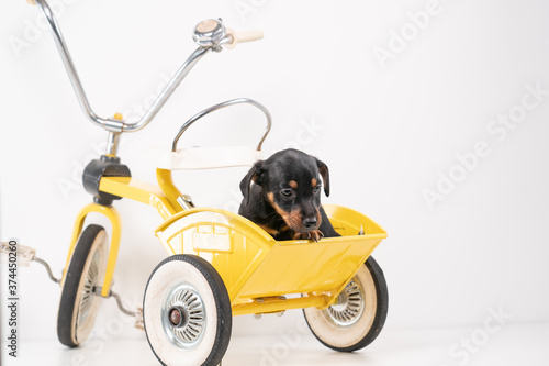 Obraz na płótnie Jack Russell Terrier puppy, 2 months old, puppy sits in the back of a yellow tricycle w salonie