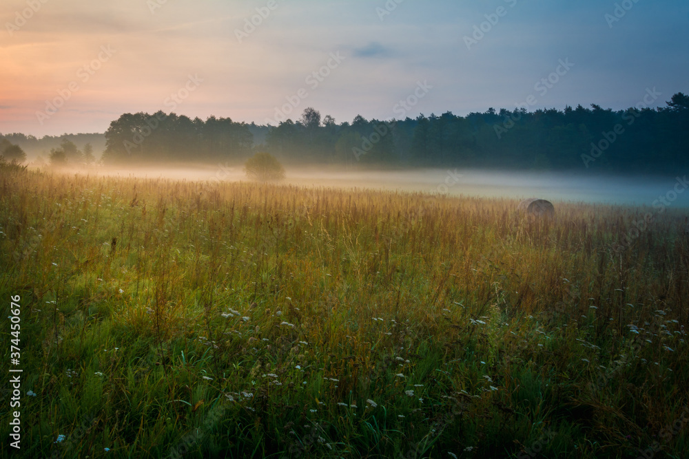 morning mist in the meadow morning mist in the meadow