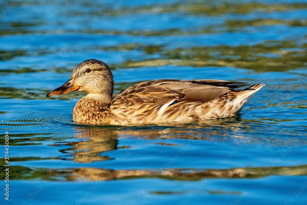 Mallard Anas platyrhynchos Costa Ballena Cadiz Mallard Anas platyrhynchos Costa Ballena Cadiz