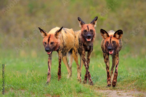 Wild dog, pack walking in the forest, Okavango detla, Botswana in Africa. Dangerous spotted animal with big ears. Hunting painted dog on African safari. Wildlife scene from nature, painted wolfs. photo