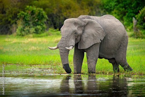 Elephant in the water. Wildlife scene from nature, elephant in the habitat, Moremi, Okavango delta, Botswana, Africa. Green wet season, blue sky with clouds. African safari.