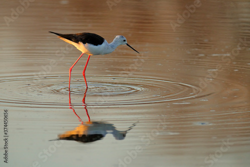 Black-winged Stilt, Himanthopus himantophus, black and white bird with long red legs, in the nature habitat, water pond, India. Wildlife scene from nature, Okavango, Botswana. photo