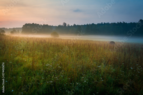 morning mist in the meadow