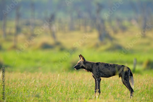 Hunting painted dog on African safari. Wildlife scene from nature. African wild dog, walking in the green grass, Okacango deta, Botswana, Africa. Dangerous spotted animal with big ears.