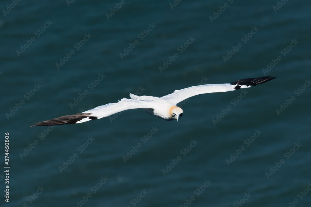 Obraz premium Flying gannet over the sea 