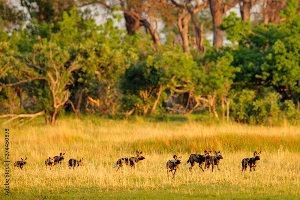 Pack of Wild Dog hunting in Botswana. Wildlife scene from Africa, Moremi, Okavango delta. Animal behaviour, group pride of African wild dogs near the yellow flowered lake. Pack of Wild Dog hunting in Botswana. Wildlife scene from Africa, Moremi, Okavango delta. Animal behaviour, group pride of African wild dogs near the yellow flowered lake.