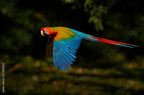 hybrid Ara macao x Ara ambigua form, in tropical forest, Costa Rica. Red hybrid parrot in forest. Rare Macaw parrot flying in dark green vegetation. Wildlife scene tropical nature. 