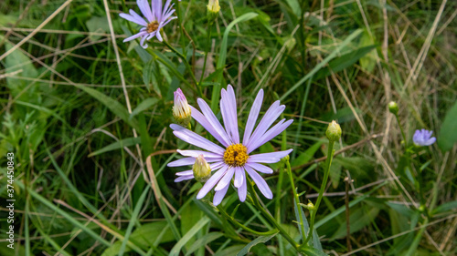 Tatarinow의 애스터라고 불리는 꽃으로 진한 라벤더 색의 꽃입니다.
