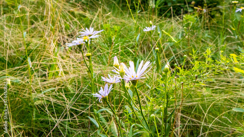 Tatarinow의 애스터라고 불리는 꽃으로 진한 라벤더 색의 꽃입니다.