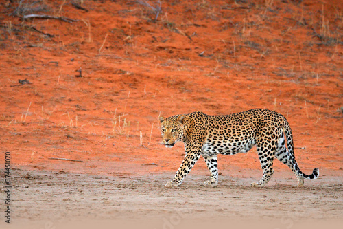 Leopard, Panthera pardus, walking in the red orange sand. Africa leopard in Kgalagadi desert in Botswana. Art wildlife nature, cat in wilderness. Wild spotted cat in the wild.