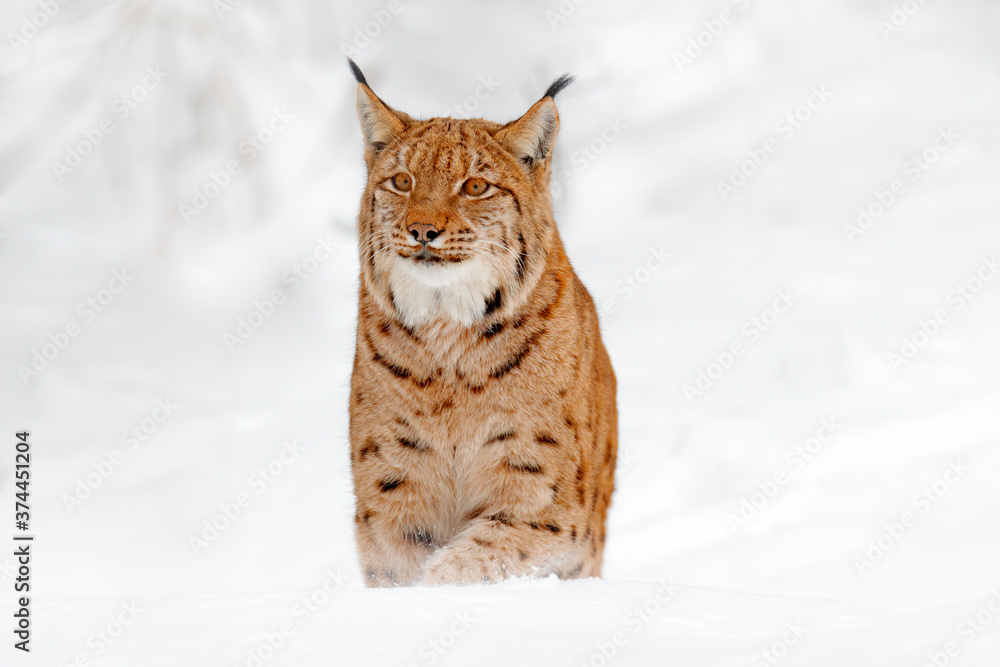 Lynx walking, wild cat in the forest with snow. Wildlife scene from winter nature. Cute big cat in habitat, cold condition.  Snowy forest with beautiful animal wild lynx, Germany.