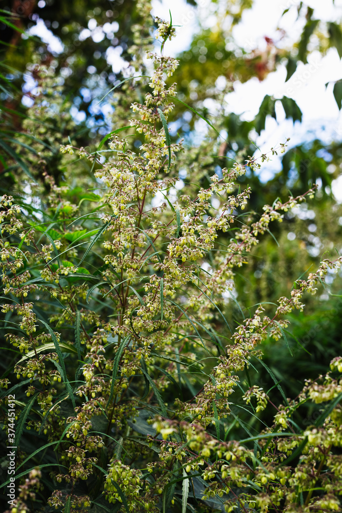 Branch of cannabis and marijuana. Ganja, hemp beautiful tree.