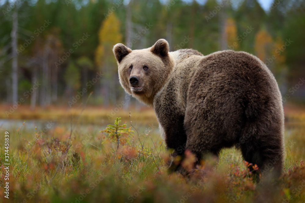 Bear - close up encounter in the nature. Brown bear in yellow forest. Autumn trees with animal. Beautiful brown bear walking around lake, fall colours. Wildlife scene from nature, Russia. Bear - close up encounter in the nature. Brown bear in yellow forest. Autumn trees with animal. Beautiful brown bear walking around lake, fall colours. Wildlife scene from nature, Russia.