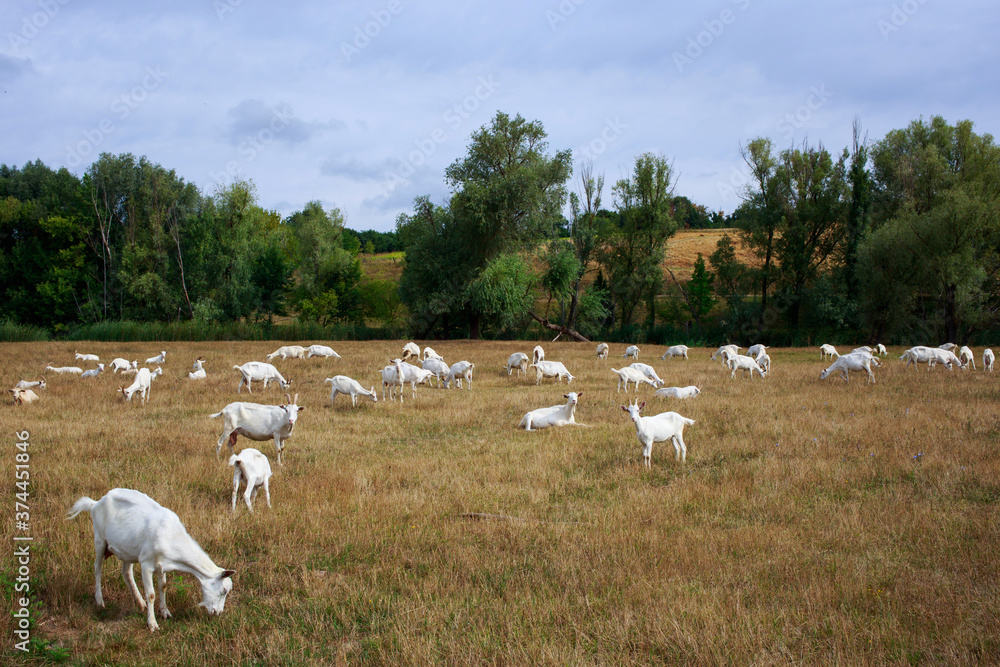 Obraz premium Goats graze on the field