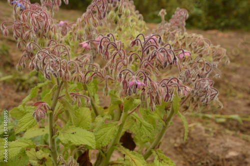 Borago officinalis: edible flowers bloom in the garden in summer photo