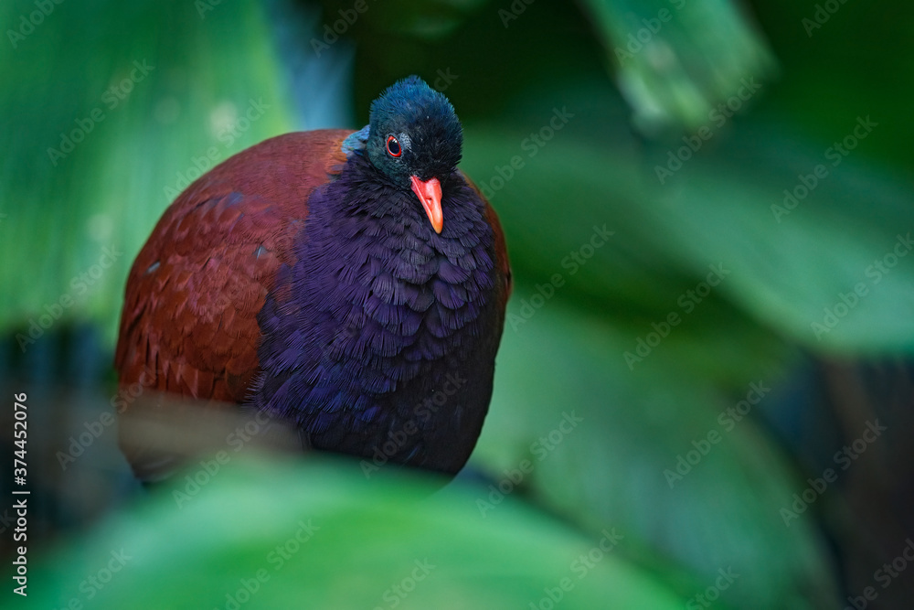 Obraz premium Pheasant pigeon, Otidiphaps nobilis, big dark violet bird in the nature forest habitat, New Guinea. Rare beautiful bird in the nature, wildlife Asia.