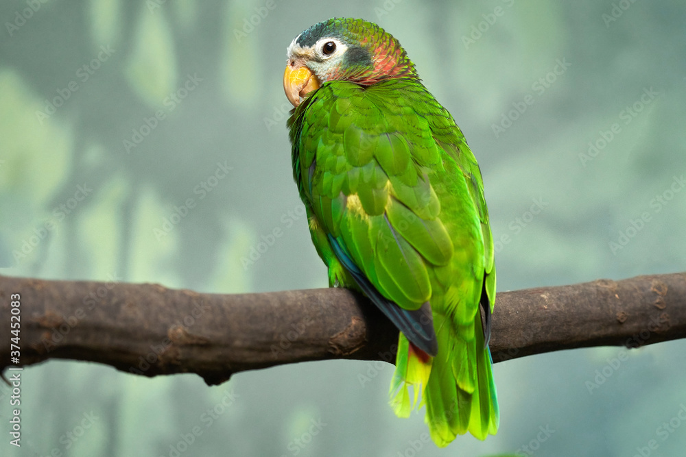 Yellow-billed Jamaican amazon, Amazona collaria, green parrot sitting on the branch in the nature habitat, Jamaica. Bird in the green vegetation, endemic from Jamaica.
