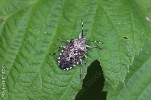 Graue Gartenwanze - Rhaphigaster nebulosa