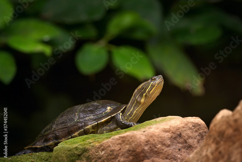 Turtle in the nature habitat, wildlife in Cuba. Cuban slider, Trachemys decussata, turtle in the nature habitat. Slider sitting on the stone near the water, Cuba, Caribbean Islands.