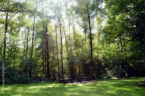 Fototapeta Naklejka Na Ścianę i Meble -  Prześwit słońca w lesie