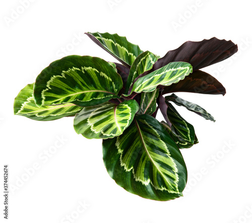 Calathea roseopicta ‘Illustris’ foliage, Rose-painted calathea plant, Exotic tropical shrubs, isolated on white background with clipping path 