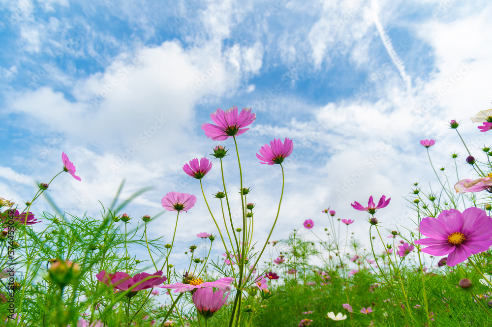 Early Summer scenery of Mulan grassland Scenic spot in Wuhan, Hubei Province, China Early Summer scenery of Mulan grassland Scenic spot in Wuhan, Hubei Province, China
