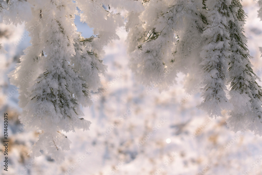 Obraz premium The green coniferous branches bent under the weight of the snow. Christmas tree in winter. White snow. Concept for Christmas, New Year holiday. Selective focus.