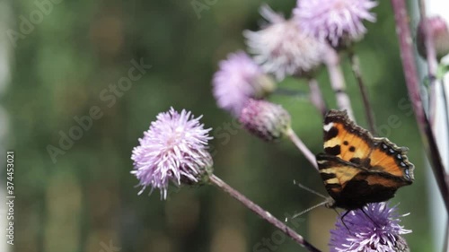 Butterfly on a flower photo