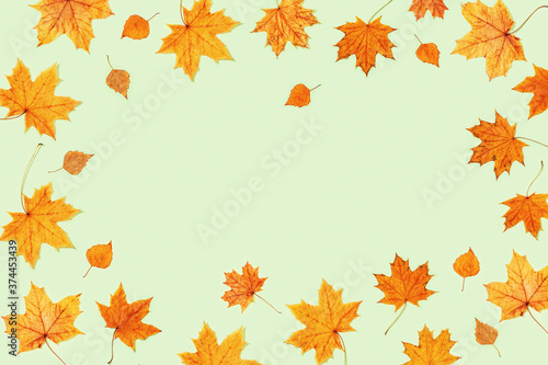 Beautiful yellow autumnal leaves of maple and birch on light green color paper. Autumn frame.