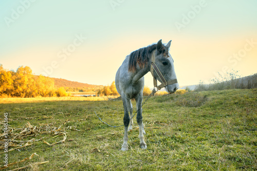 Single Grey Horse on the Pasture