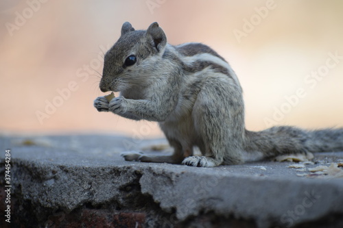 Indian palm squirrel or three-striped palm squirrel  Funambulus palmarum  -is a species of rodent in the family Sciuridae found naturally in India  south of the Vindhyas  and Sri Lanka.