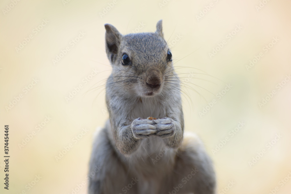 Indian palm squirrel or three-striped palm squirrel (Funambulus palmarum) -is a species of rodent in the family Sciuridae found naturally in India (south of the Vindhyas) and Sri Lanka. Indian palm squirrel or three-striped palm squirrel (Funambulus palmarum) -is a species of rodent in the family Sciuridae found naturally in India (south of the Vindhyas) and Sri Lanka.